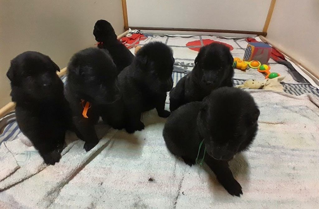 Chiot Berger Belge Du Quin Sapou